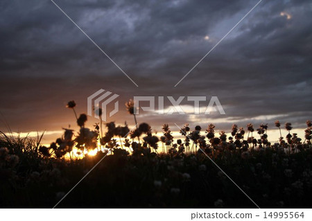 Silhouette of white squirrel with white sunset 14995564
