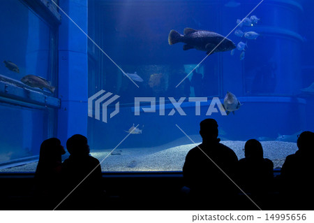 Aquarium tank 14995656