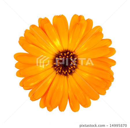 Flower of calendula Flower of calendula 14995870