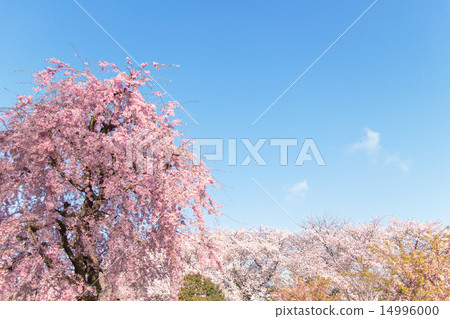 Cherry blossoms in full bloom flourishing in the blue sky Cherry blossoms in full bloom flourishing in the blue sky 14996000