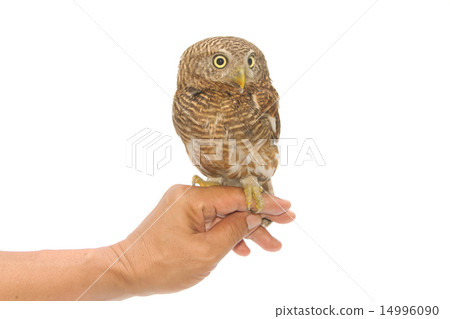 owl sitting on handler's hand owl sitting on handler's hand 14996090
