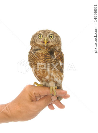 owl sitting on handler's hand 14996091