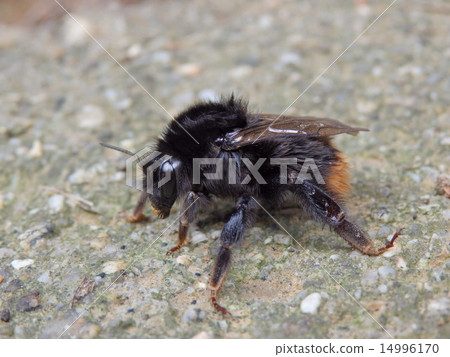 大黃蜂　 14996170