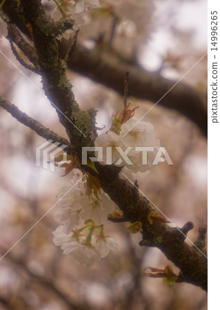Cherry Blossoms Cherry Blossoms 14996265
