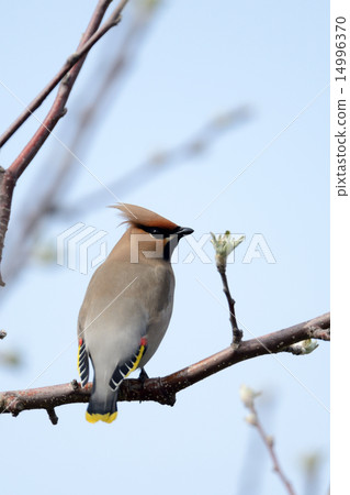 波希米亞太平鳥 波希米亞太平鳥 14996370