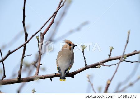 波希米亞太平鳥 波希米亞太平鳥 14996373