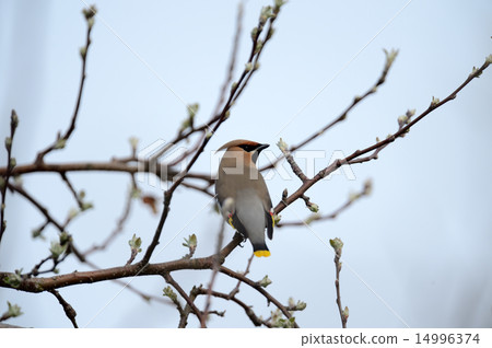 Kirenjak Kirenjak 14996374