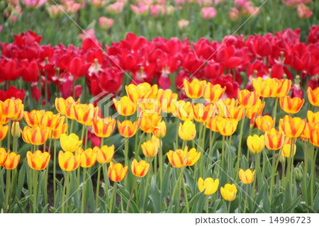 Tulip 14996723