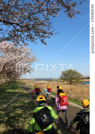 New cherry blossom full term semester New cherry blossom full term semester 14996849