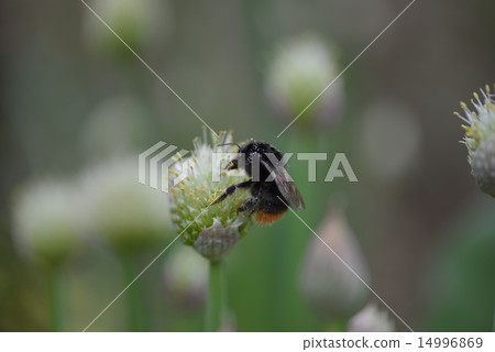 Black bumblebee and herbs Black bumblebee and herbs 14996869