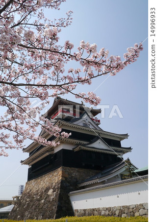Cheongju castle and Sakura from the north side 14996933
