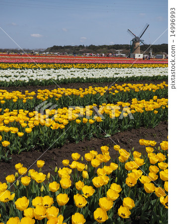 Dutch windmill and tulip 14996993