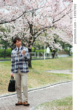 一個男性(Vizcassi商務休閒工作櫻花春天新生活公司員工新學期吉野櫻花) 一個男性(Vizcassi商務休閒工作櫻花春天新生活公司員工新學期吉野櫻花) 14997002
