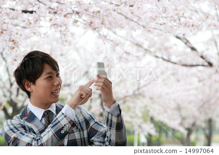 One male (Vizcassi business casual job Sakura Spring New life company employee New semester Yoshino cherry blossom) One male (Vizcassi business casual job Sakura Spring New life company employee New semester Yoshino cherry blossom) 14997064