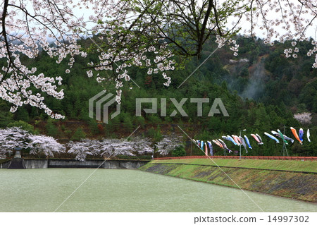 Cherry tree of Oosugi dam Cherry tree of Oosugi dam 14997302