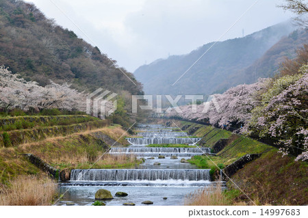 Hakone Miyagino Hayakawa Tsutsumi cherry tree Hakone Miyagino Hayakawa Tsutsumi cherry tree 14997683