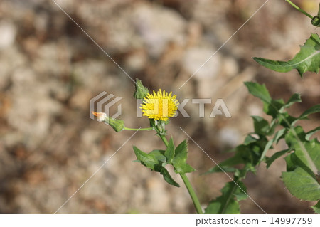 Nogenthia flower 04 14997759