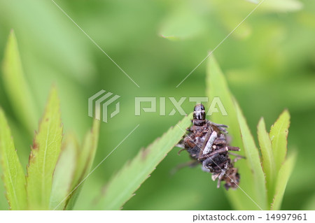 Small beetle 01 Small beetle 01 14997961