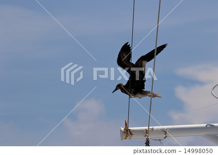 塔斯曼海 塔斯曼海 14998050