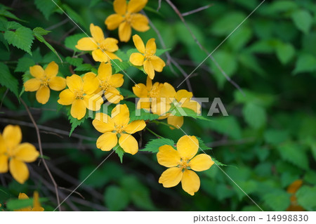 Yamabuki flower 14998830