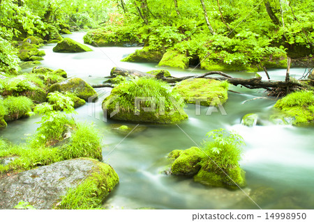 Oirase stream of fresh green 14998950