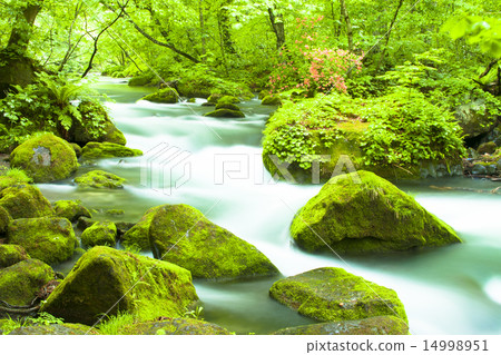 Oirase stream of fresh green Oirase stream of fresh green 14998951
