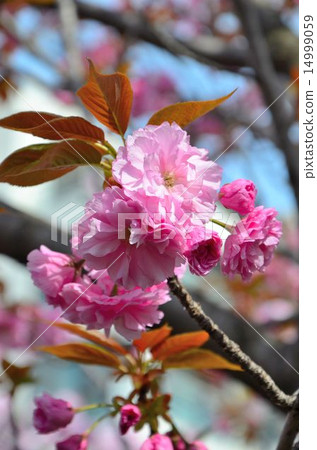 Sakura Sekiyama (Kanzan) Sakura Sekiyama (Kanzan) 14999059