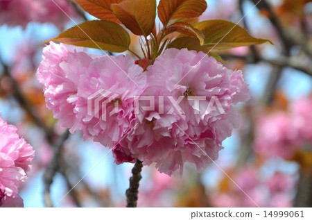 Sakura Sekiyama（Kanzan） 14999061