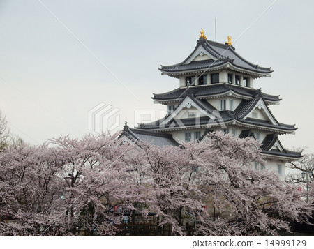 Castles and cherry blossoms 14999129