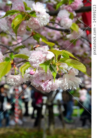 Sakura Redakas (Baku kasa) Sakura Redakas (Baku kasa) 14999213