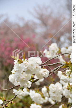 Spring sun and double cherry tree (variety name "Matsuki") Spring sun and double cherry tree (variety name "Matsuki") 14999283