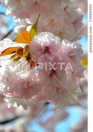 Cherry blossom female elephant (Fu Zenzu) 14999304