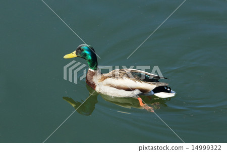 Wild duck floats on the river (Anas platyrhynchos) 14999322