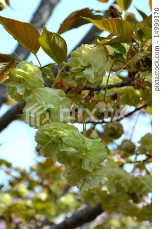 Sakura Suma UPPU Senryu (Sumura Ura) Sakura Suma UPPU Senryu (Sumura Ura) 14999370