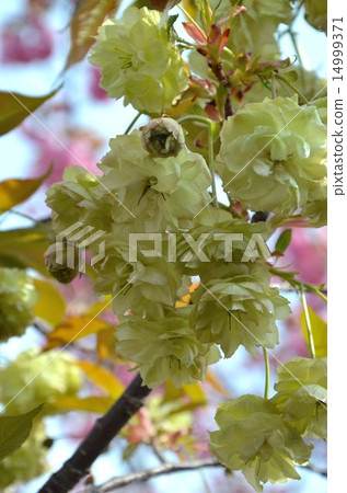 Sakura Suma UPPU Senryu(Sumura Ura) Sakura Suma UPPU Senryu(Sumura Ura) 14999371