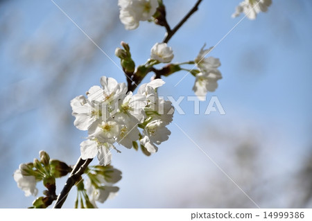 春天和櫻花的陽光(品種名稱“Horinji”) 春天和櫻花的陽光(品種名稱“Horinji”) 14999386