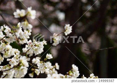 春天和櫻花的陽光(品種名稱“Horinji”) 春天和櫻花的陽光(品種名稱“Horinji”) 14999387