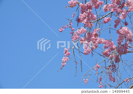 Copy space with Benicidale in full bloom and blue sky 14999445