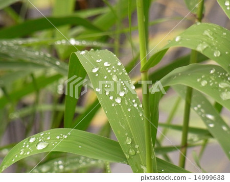 蘆葦葉和雨滴 14999688