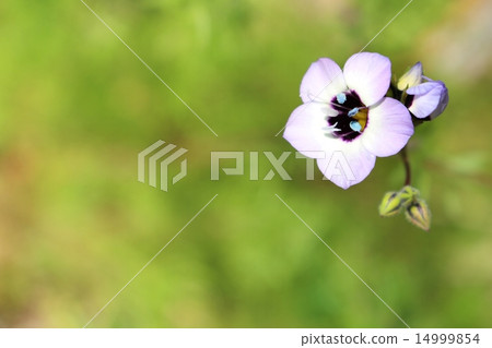 One flower floret 14999854