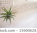 空氣植物和瓷磚牆 15000628