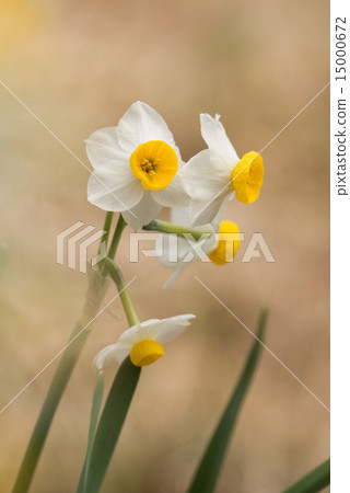 水仙 水仙 15000672