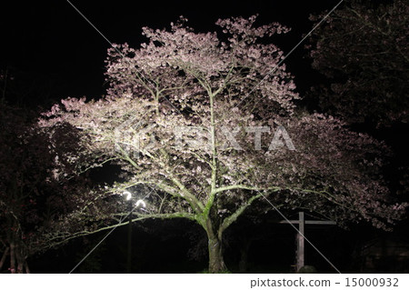 Cherry blossoms at night 15000932