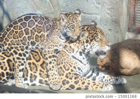 捷豹的父母和孩子 捷豹的父母和孩子 15001168