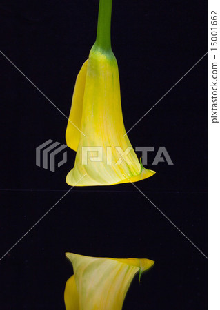 Portrait of yellow calla lily Portrait of yellow calla lily 15001662