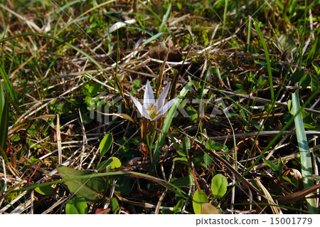 Amana (sweet vegetable) plant 15001779