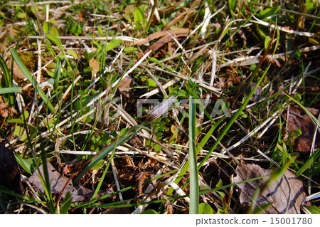 Amana (sweet vegetable) plant 15001780