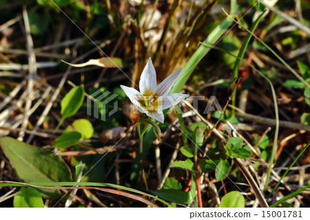 Amana（甜蔬菜）植物 15001781