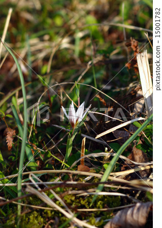 Amana (sweet vegetable) plant 15001782