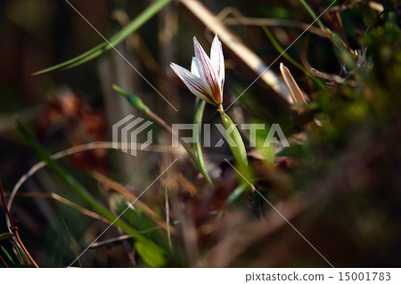 Amana (sweet vegetable) plant Amana (sweet vegetable) plant 15001783